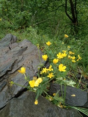 Ranunculus oreophytus