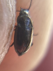 Trachypachus gibbsii