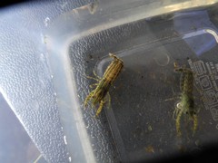 Cambarellus shufeldtii