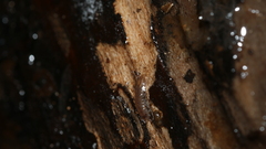 Caecidotea nodula