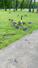 Branta canadensis