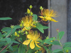 Hypericum monogynum