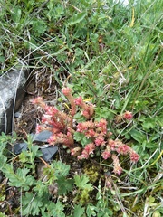 Sedum gracile