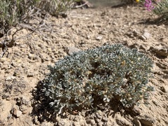 Astragalus hyalinus
