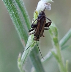 Oedemera flavipes