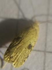 Agonopterix propinquella
