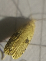Agonopterix propinquella