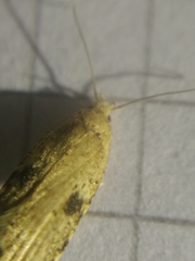 Agonopterix propinquella