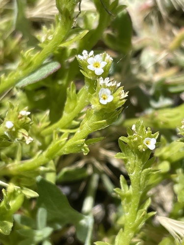 Slender Popcornflower (Plagiobothrys leptocladus)