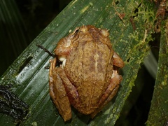Pristimantis gretathunbergae