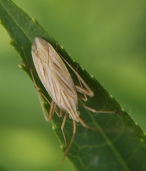 Miridius quadrivirgatus