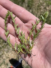 Plagiobothrys leptocladus