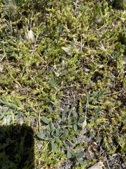 Plagiobothrys leptocladus