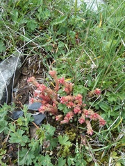 Sedum gracile