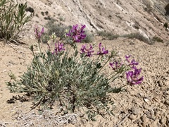 Oxytropis besseyi fallax