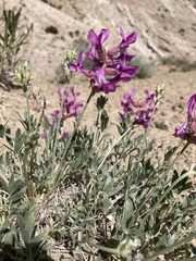 Oxytropis besseyi fallax