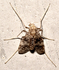Psectrotanypus dyari
