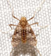 Psectrotanypus dyari