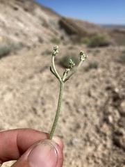 Eriogonum brevicaule canum