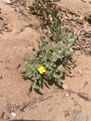 Camissoniopsis micrantha