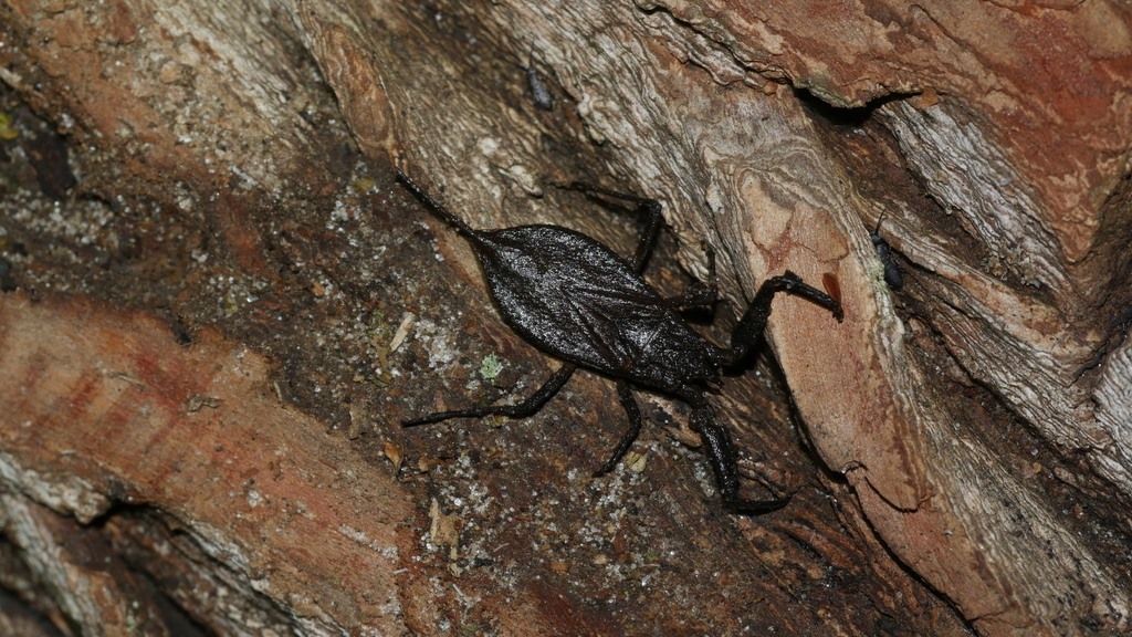 Nepa apiculata