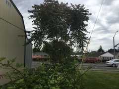 Ailanthus altissima