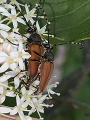 Brachyleptura