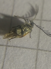 Kytorhinus quadriplagiatus