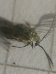 Kytorhinus quadriplagiatus