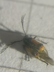 Kytorhinus quadriplagiatus