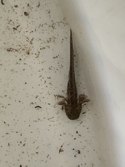 Ambystoma macrodactylum