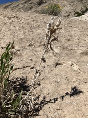 Mentzelia decapetala