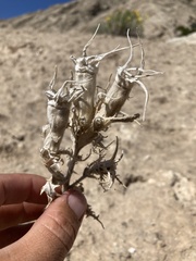 Mentzelia decapetala