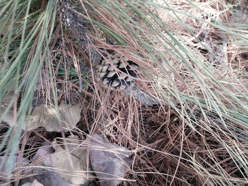 Image of Pinus oocarpa by (c) Ulises Pinedo, some rights reserved (CC BY)