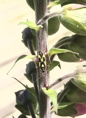 Grypocoris stysi