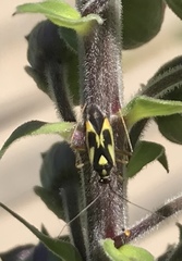 Grypocoris stysi