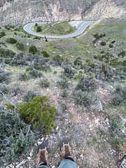 Cercocarpus ledifolius