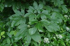Aesculus parviflora