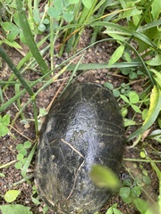Kinosterninae