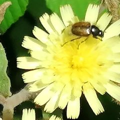 Chasmatopterus villosulus