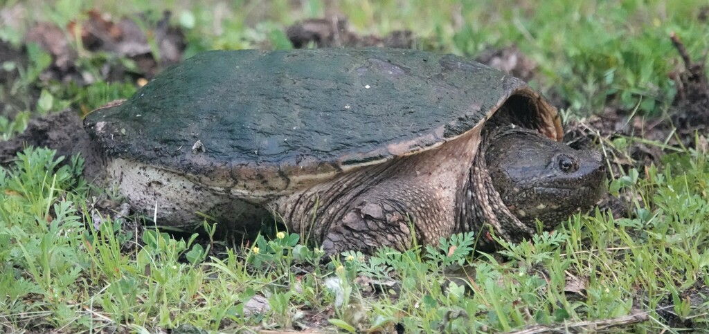 Common Snapping Turtle from Richland Drive, Richmond, Ottawa, ON ...