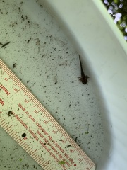 Ambystoma macrodactylum