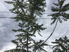Ailanthus altissima