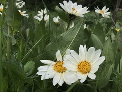 Wyethia helianthoides