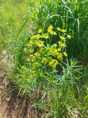 Euphorbia virgata