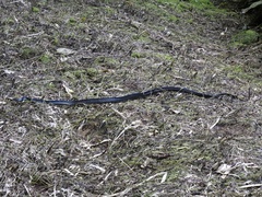 Chironius grandisquamis