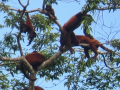 Alouatta sara