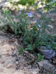Veronica bozakmanii
