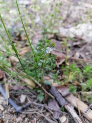Veronica bozakmanii