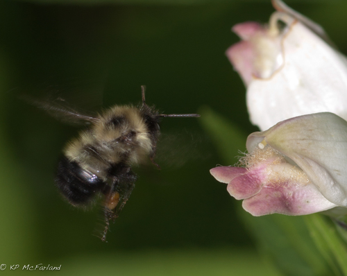 Chelone glabra